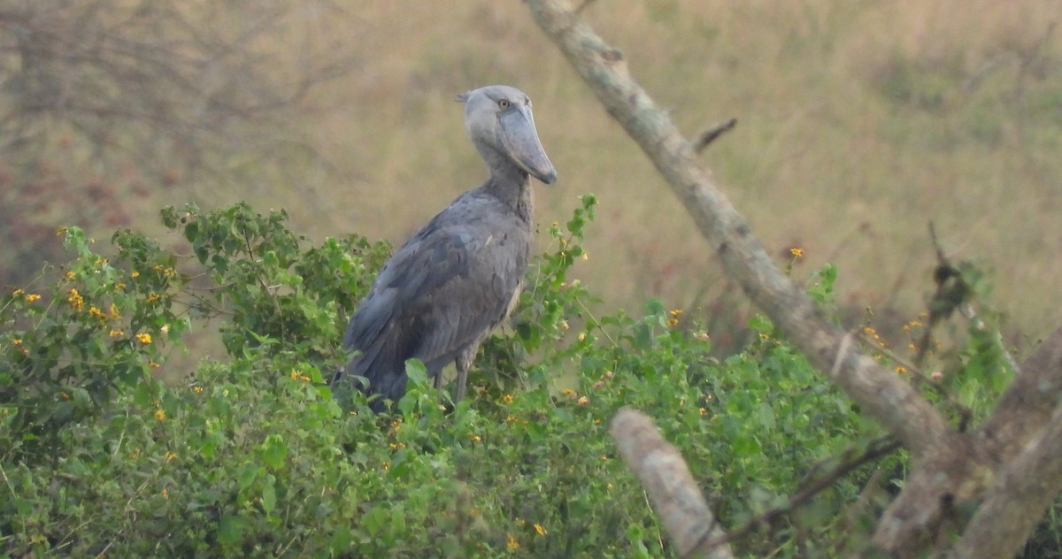 Shoebill - ML643705220