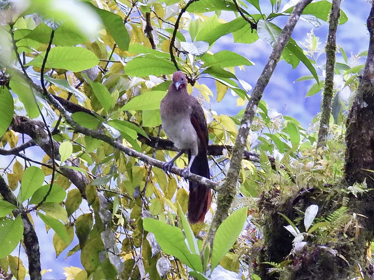 Rufous-headed Chachalaca - ML643705251