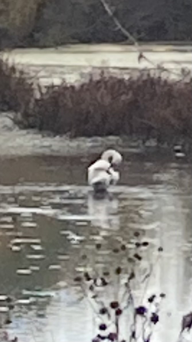 Trumpeter Swan - ML643705259