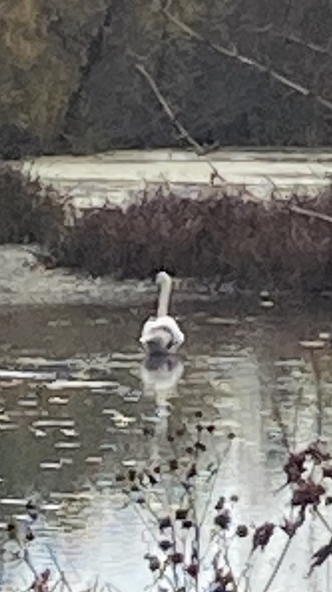 Trumpeter Swan - ML643705260