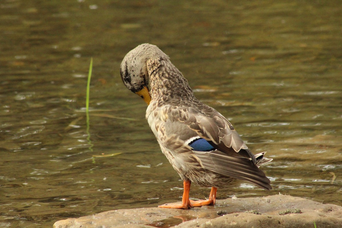 kachna divoká - ML643705272
