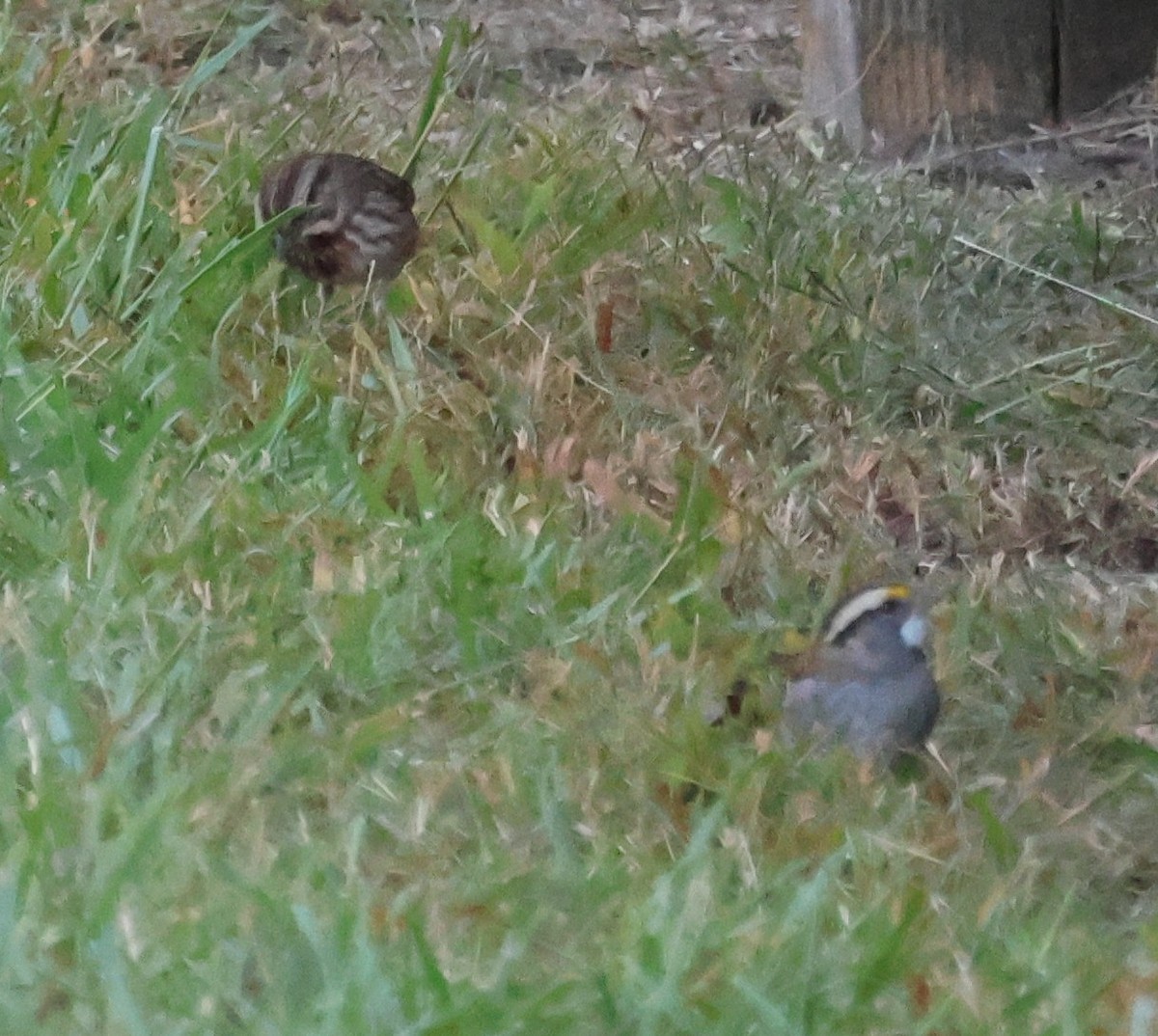 Song Sparrow - ML643705273
