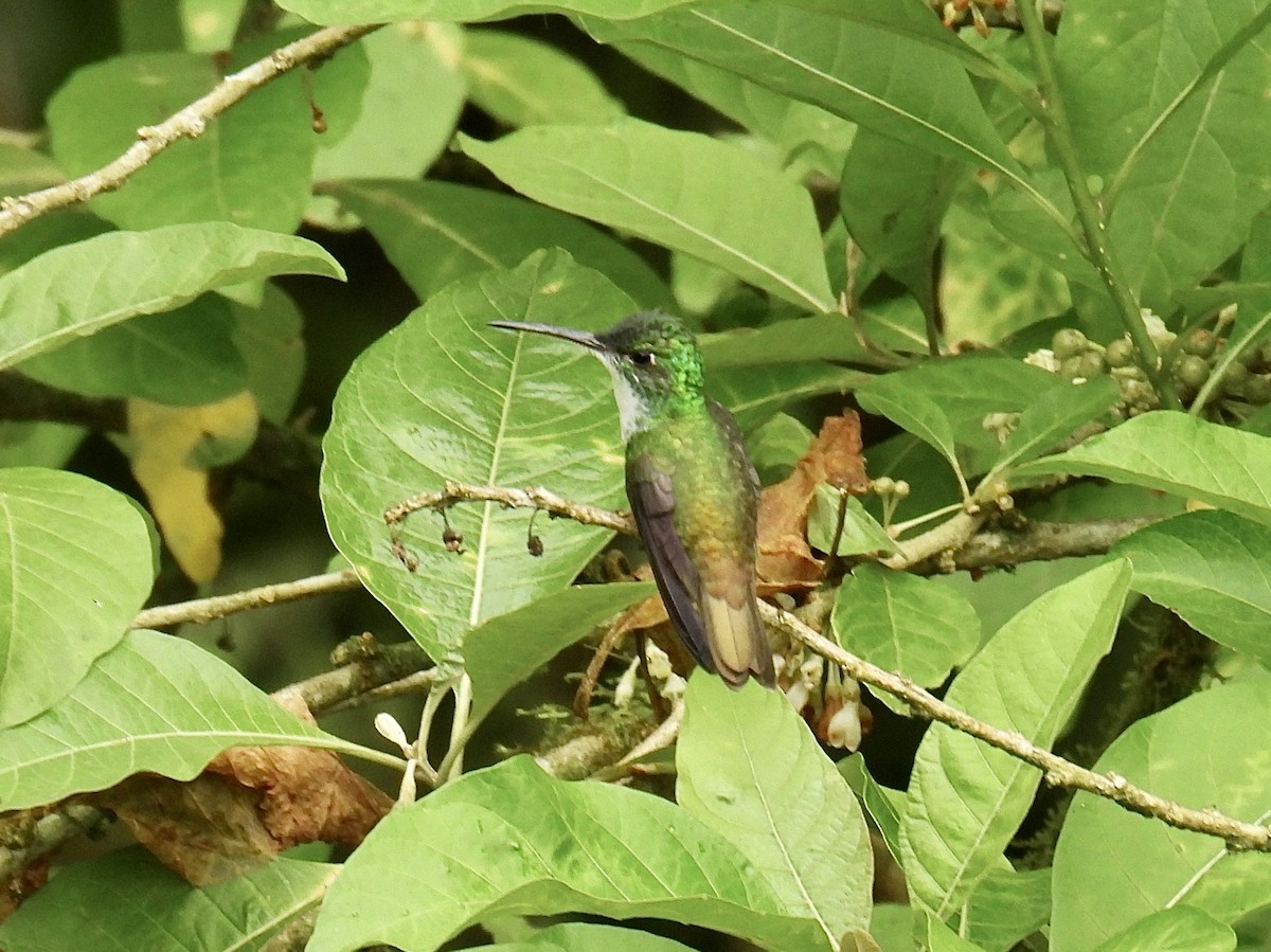 Andean Emerald - ML643705304
