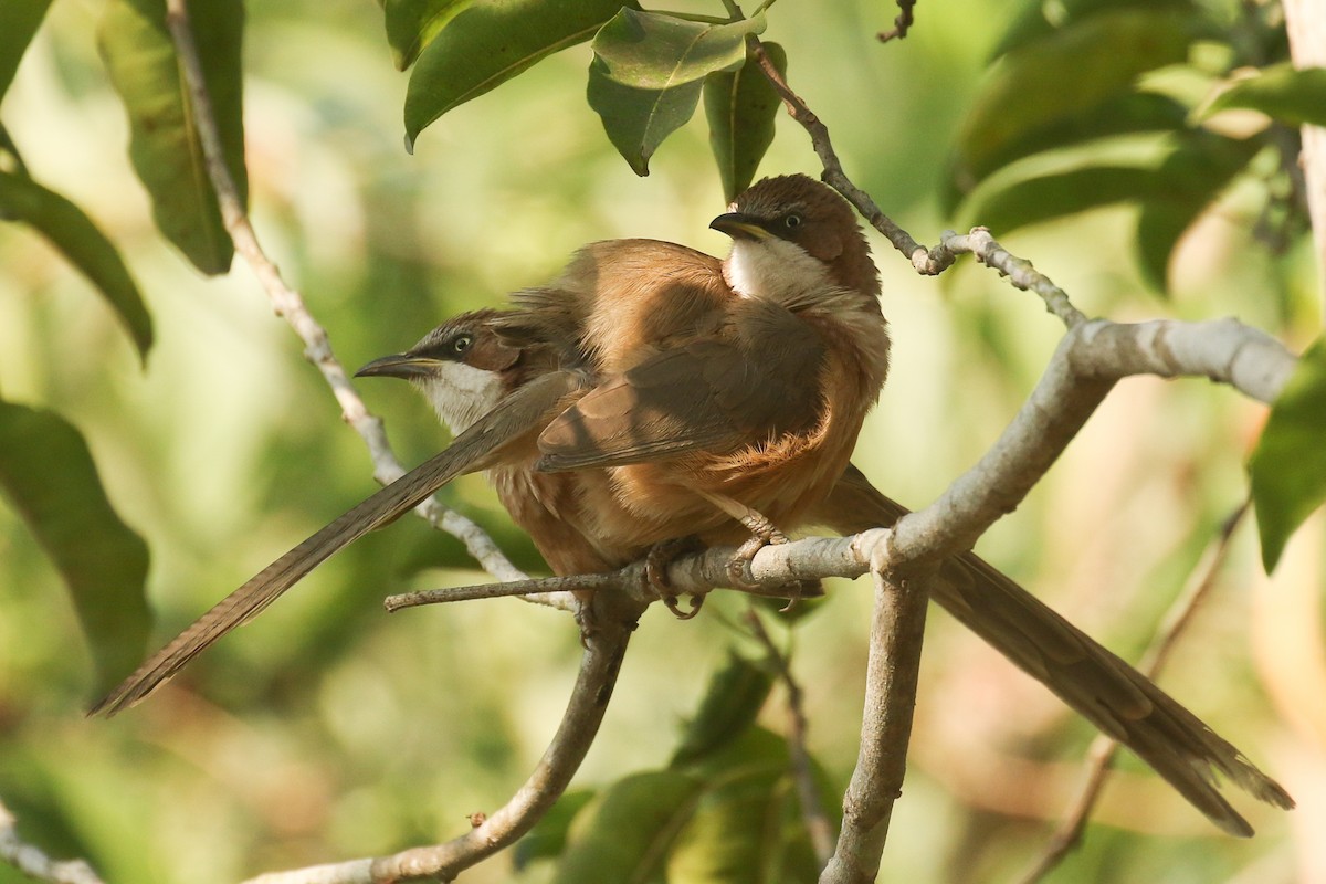 White-throated Babbler - ML643705319