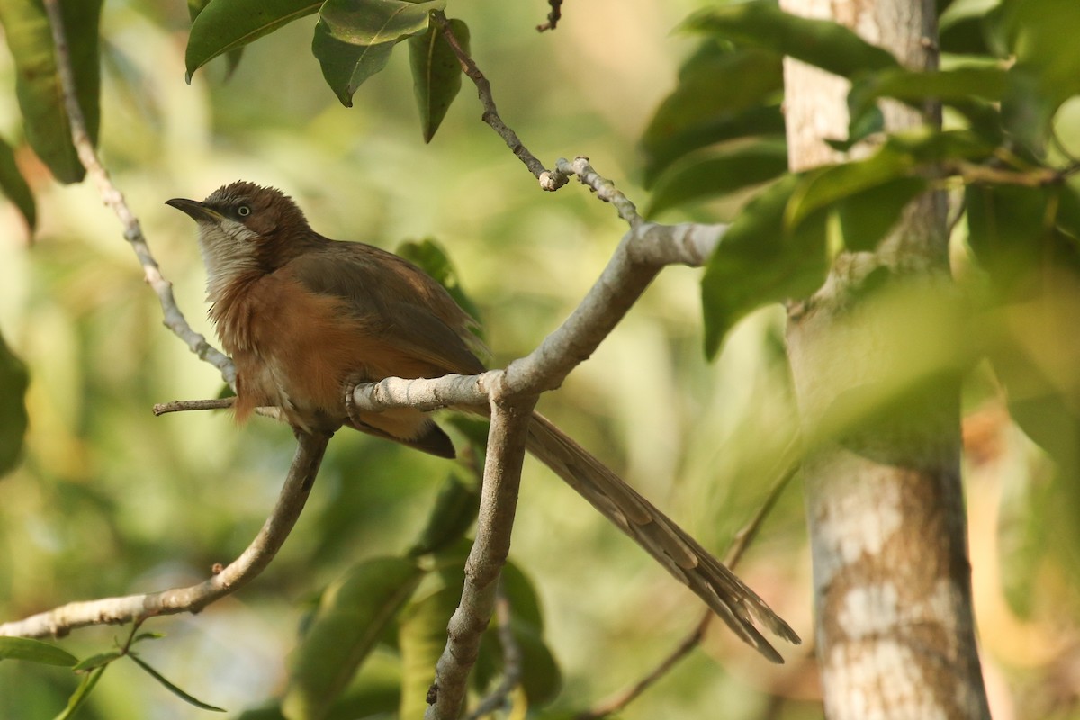 White-throated Babbler - ML643705321