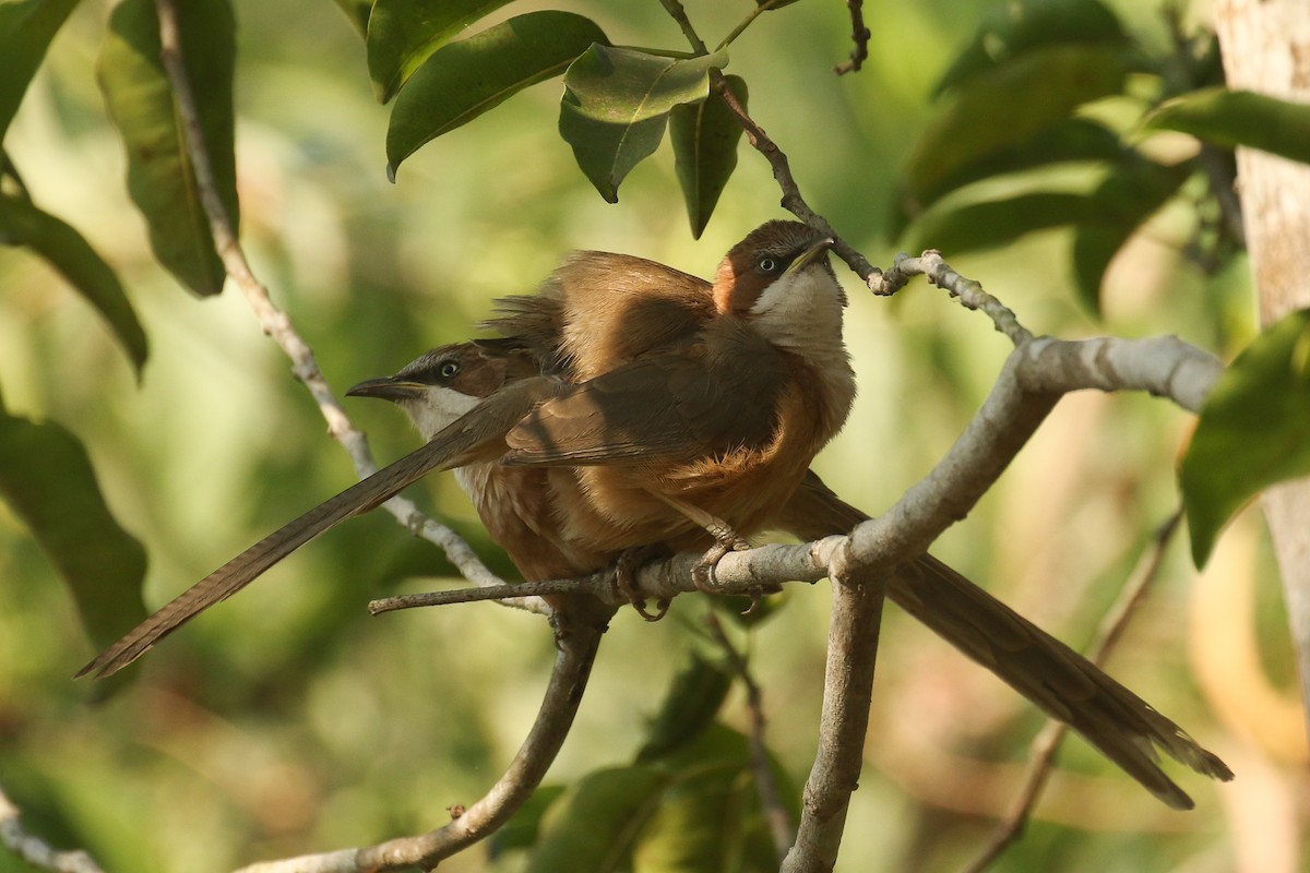 White-throated Babbler - ML643705328