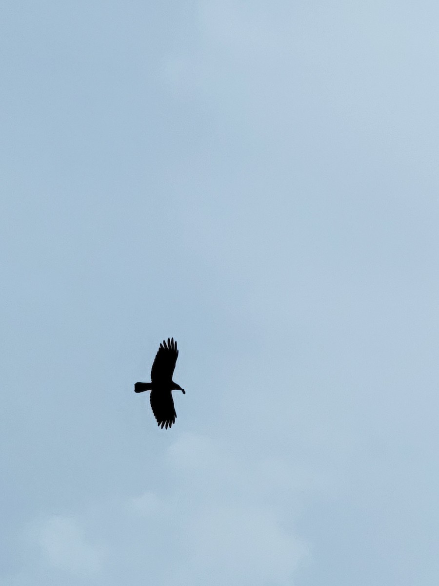 American Crow - ML643705330