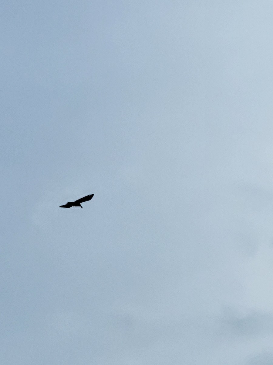 American Crow - ML643705331