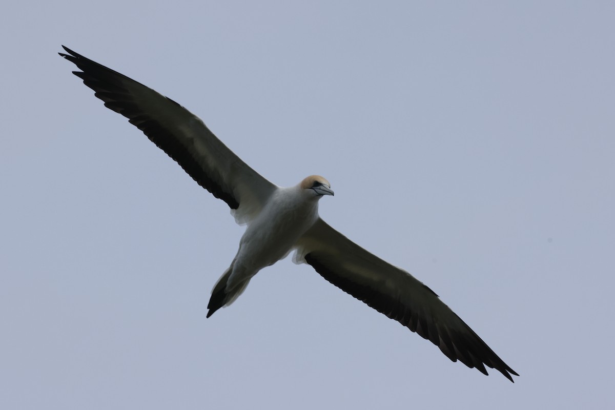 Australasian Gannet - ML643705332