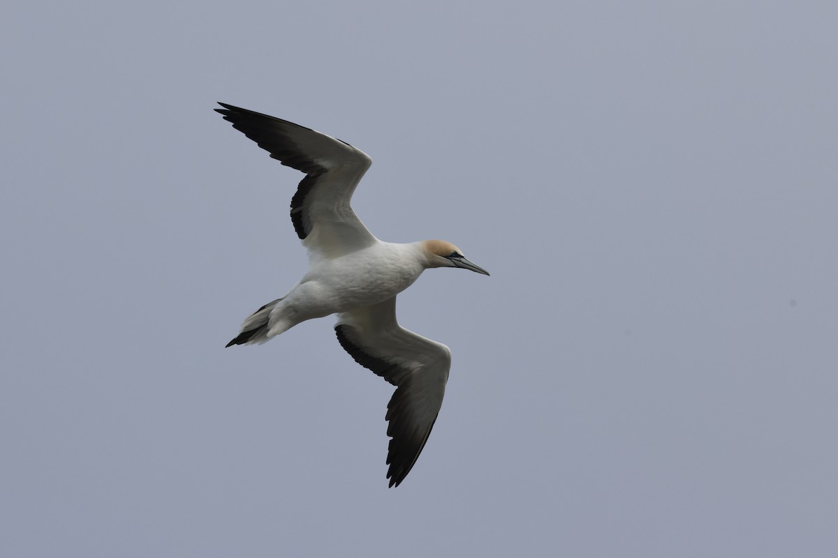 Australasian Gannet - ML643705333