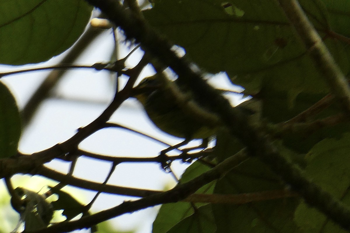 Slaty-capped Shrike-Vireo - ML643705334