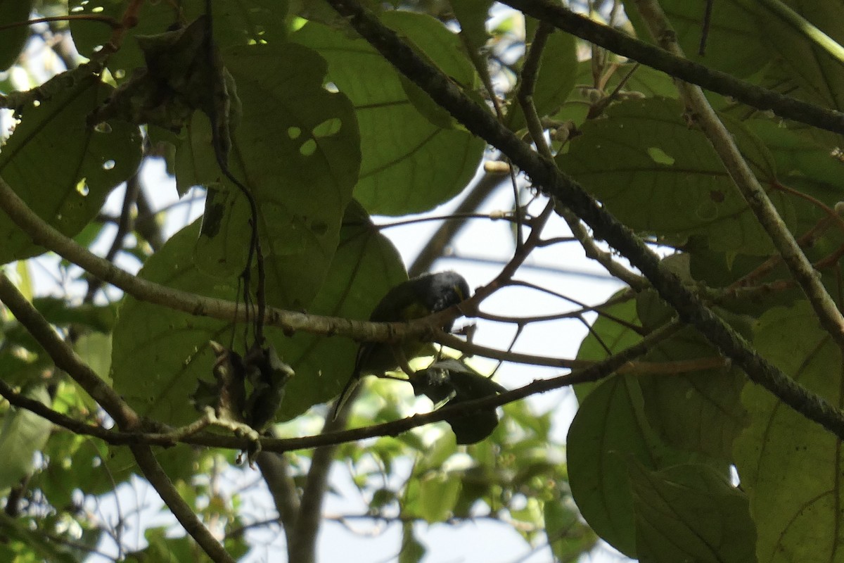 Slaty-capped Shrike-Vireo - ML643705335