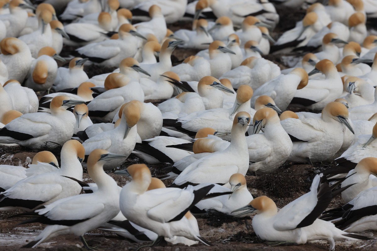 Australasian Gannet - ML643705336