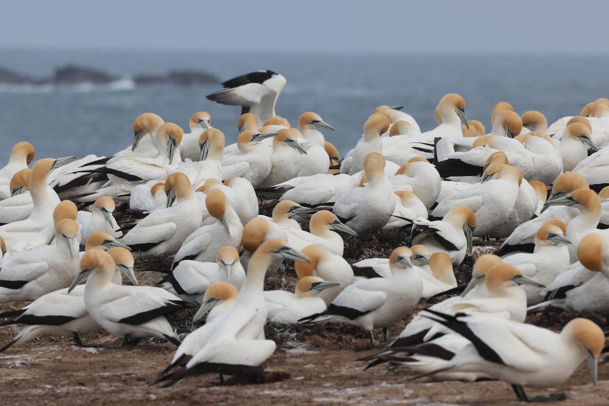 Australasian Gannet - ML643705337