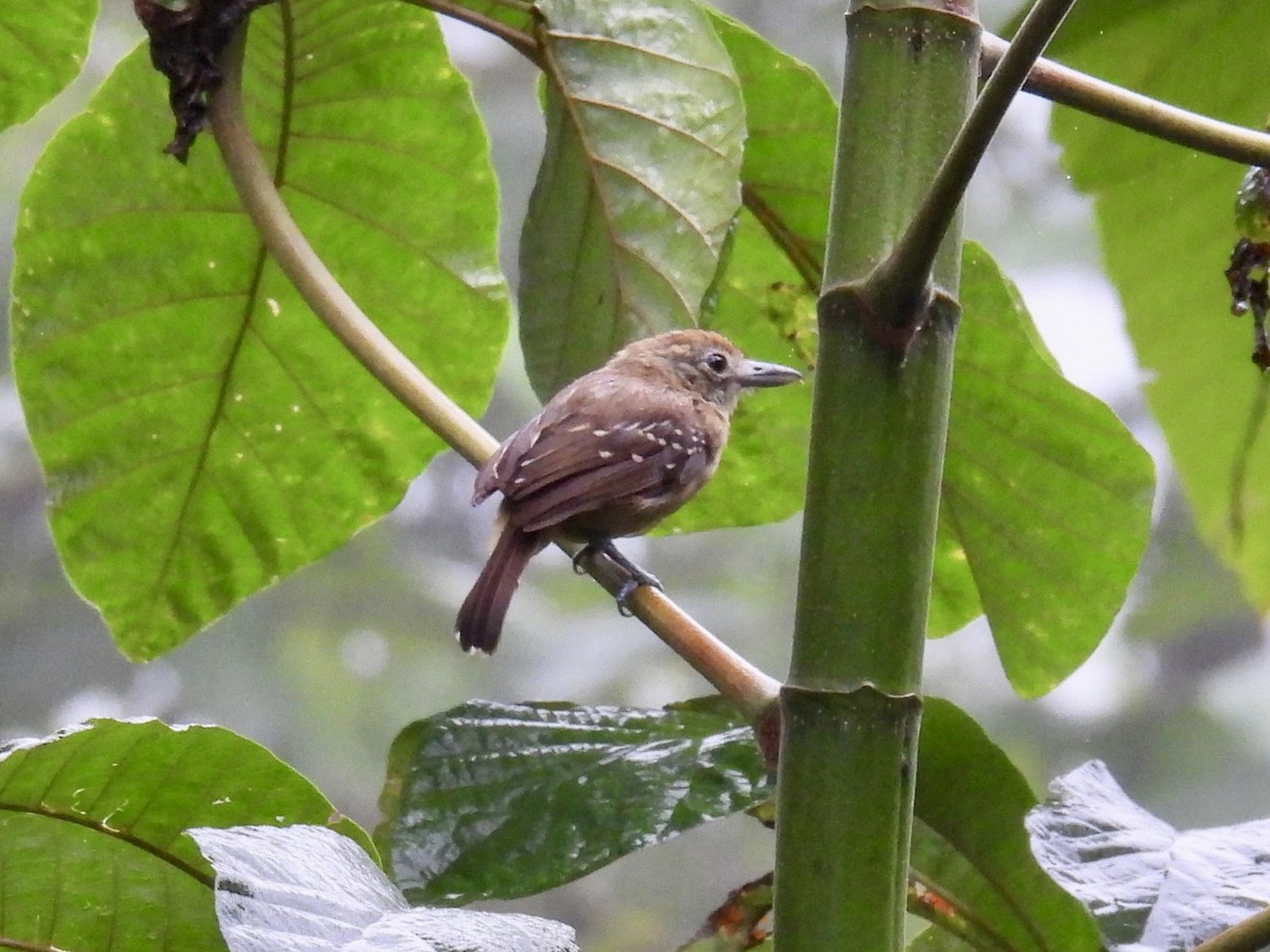 Black-crowned Antshrike - ML643705350
