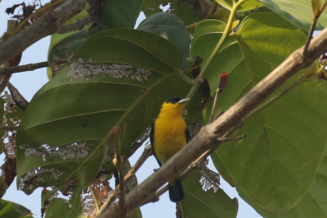 Common Iora - ML643705356