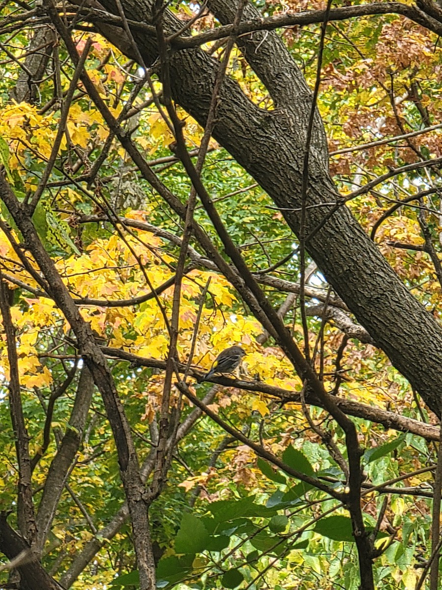 Yellow-rumped Warbler - ML643705359
