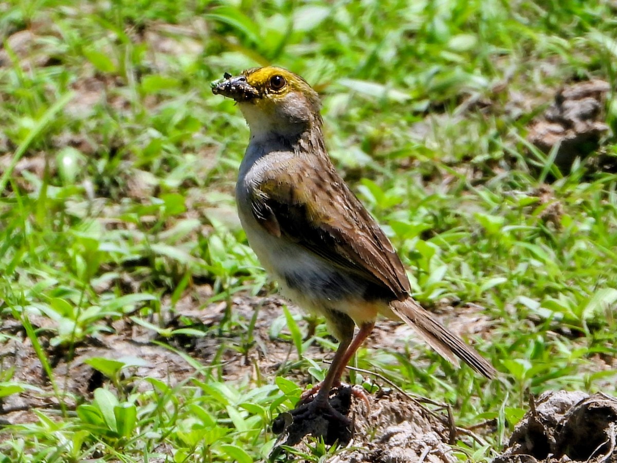 Yellow-browed Sparrow - ML643705362