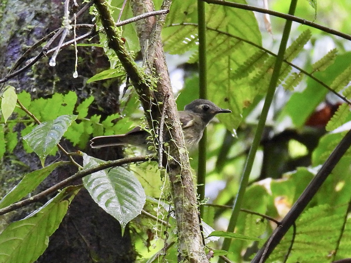 Olive-striped Flycatcher - ML643705377