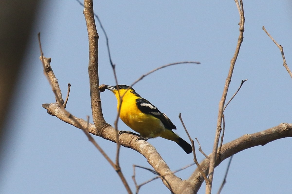 Common Iora - ML643705378