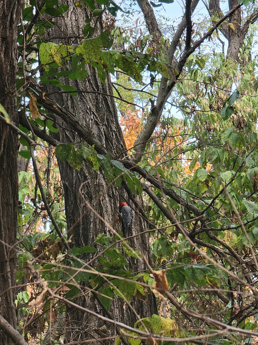 Red-bellied Woodpecker - ML643705381