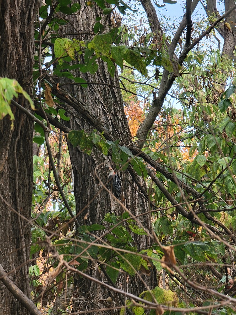 Red-bellied Woodpecker - ML643705382
