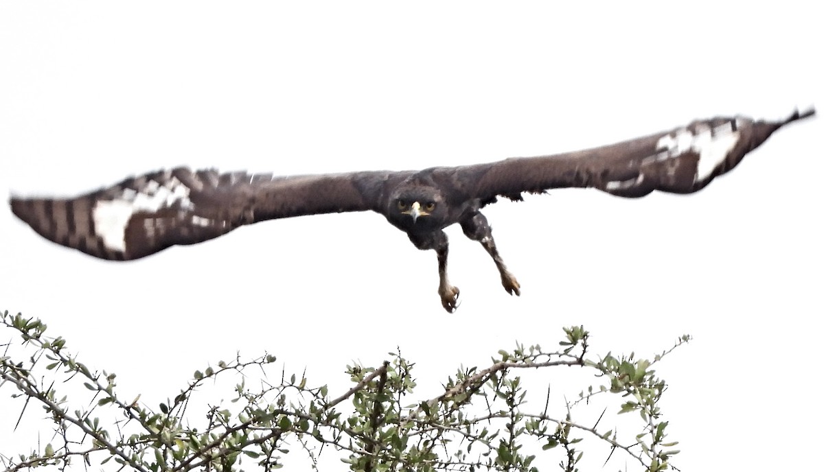 Long-crested Eagle - ML643705384