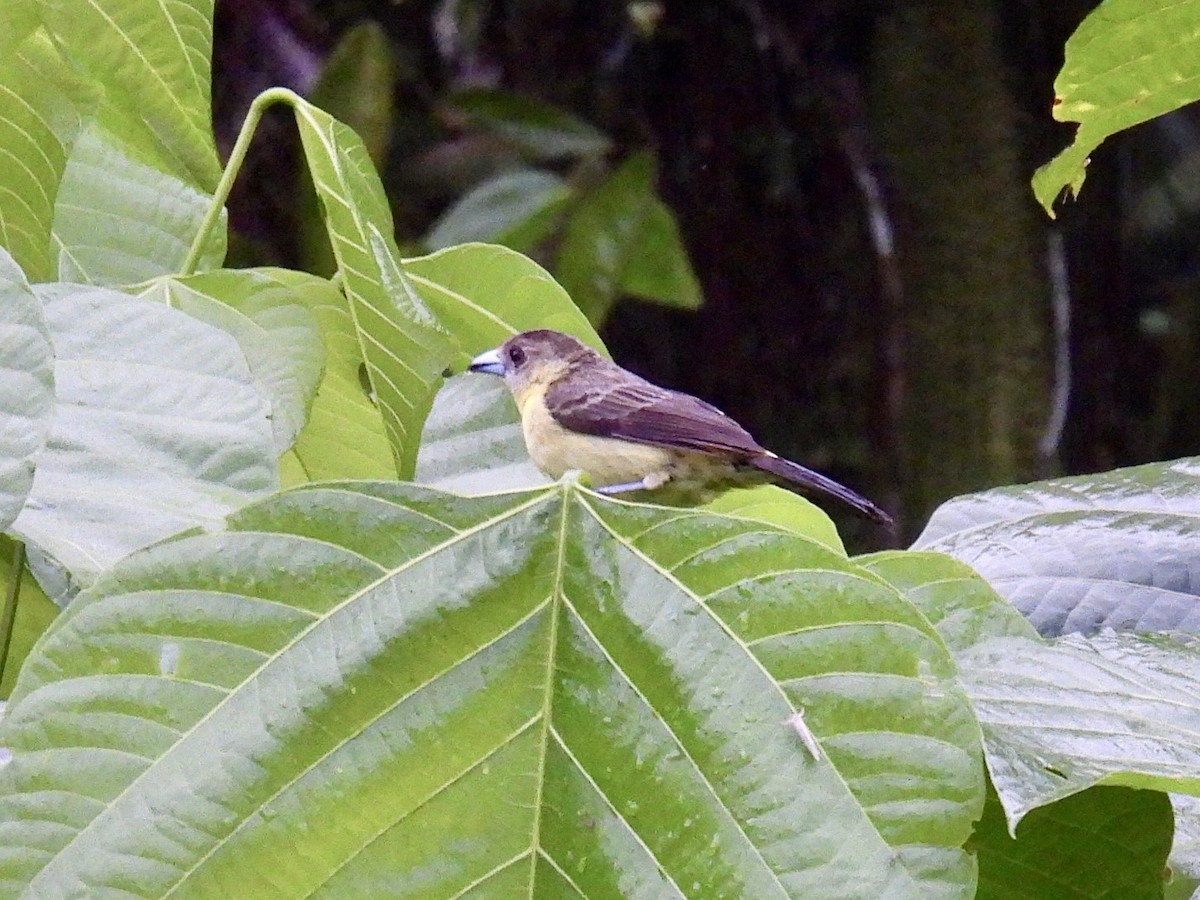 Красноспинный сереброклюв (icteronotus) - ML643705399