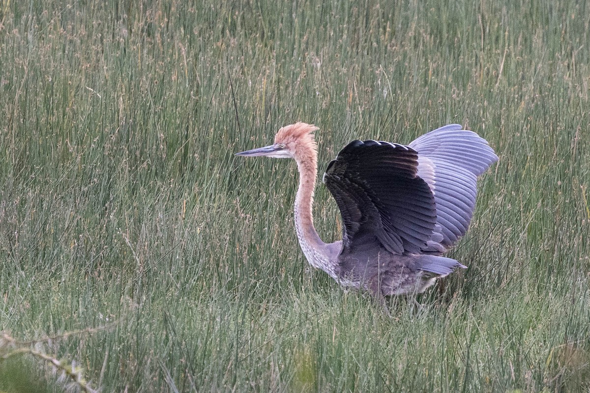 Goliath Heron - ML643705435
