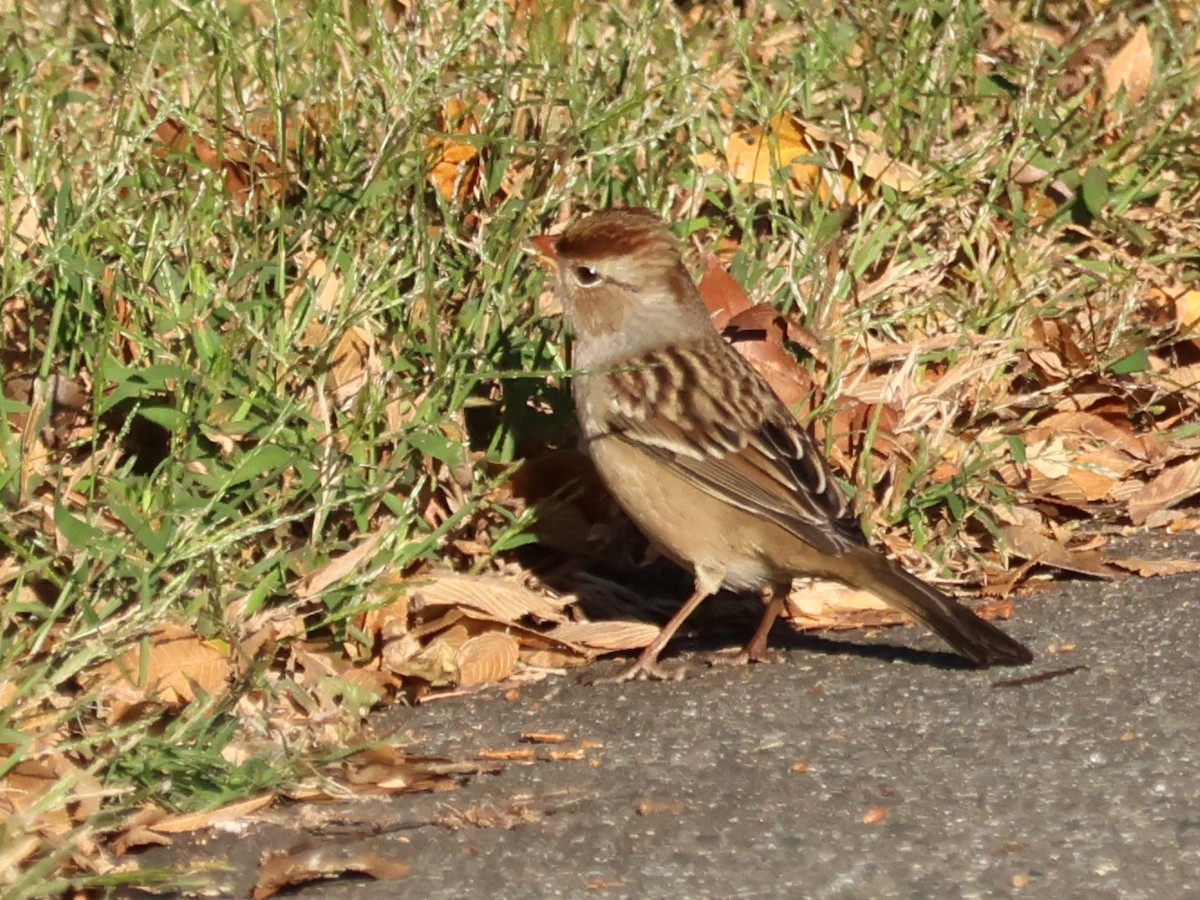 White-crowned Sparrow - ML643705470