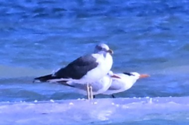 Gaviota Sombría - ML643705472