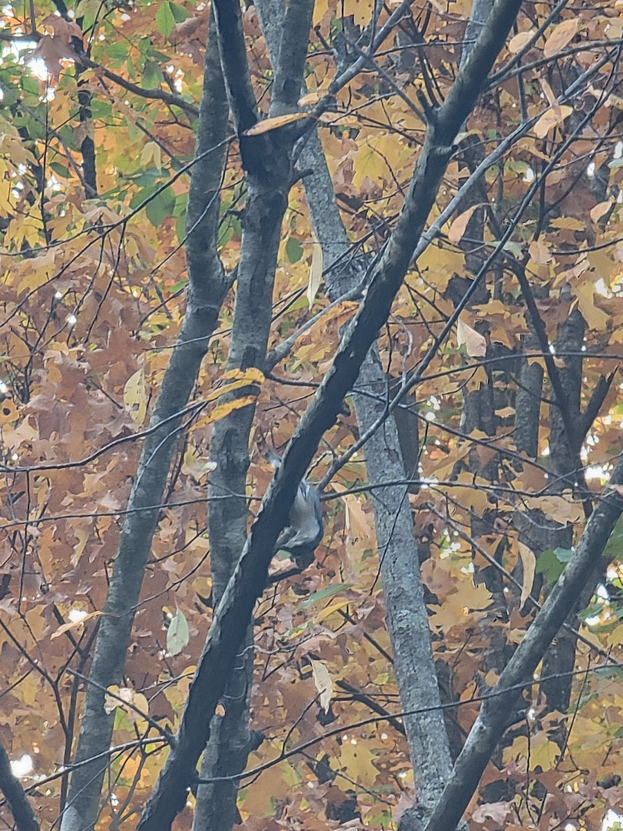 White-breasted Nuthatch - ML643705482
