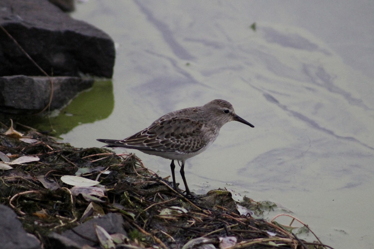 bonapartesnipe - ML643705484
