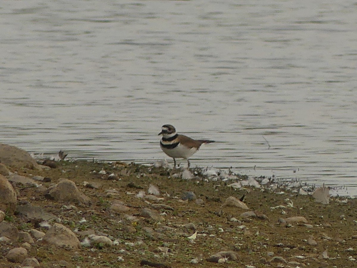 Killdeer - ML643705493