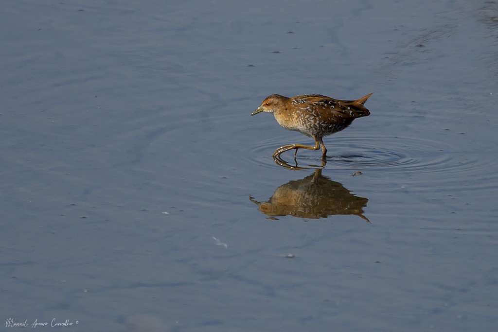 Baillon's Crake - ML643705494