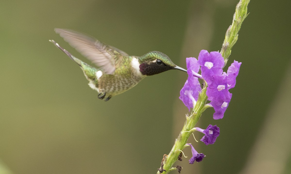 ametystkolibri - ML64370551