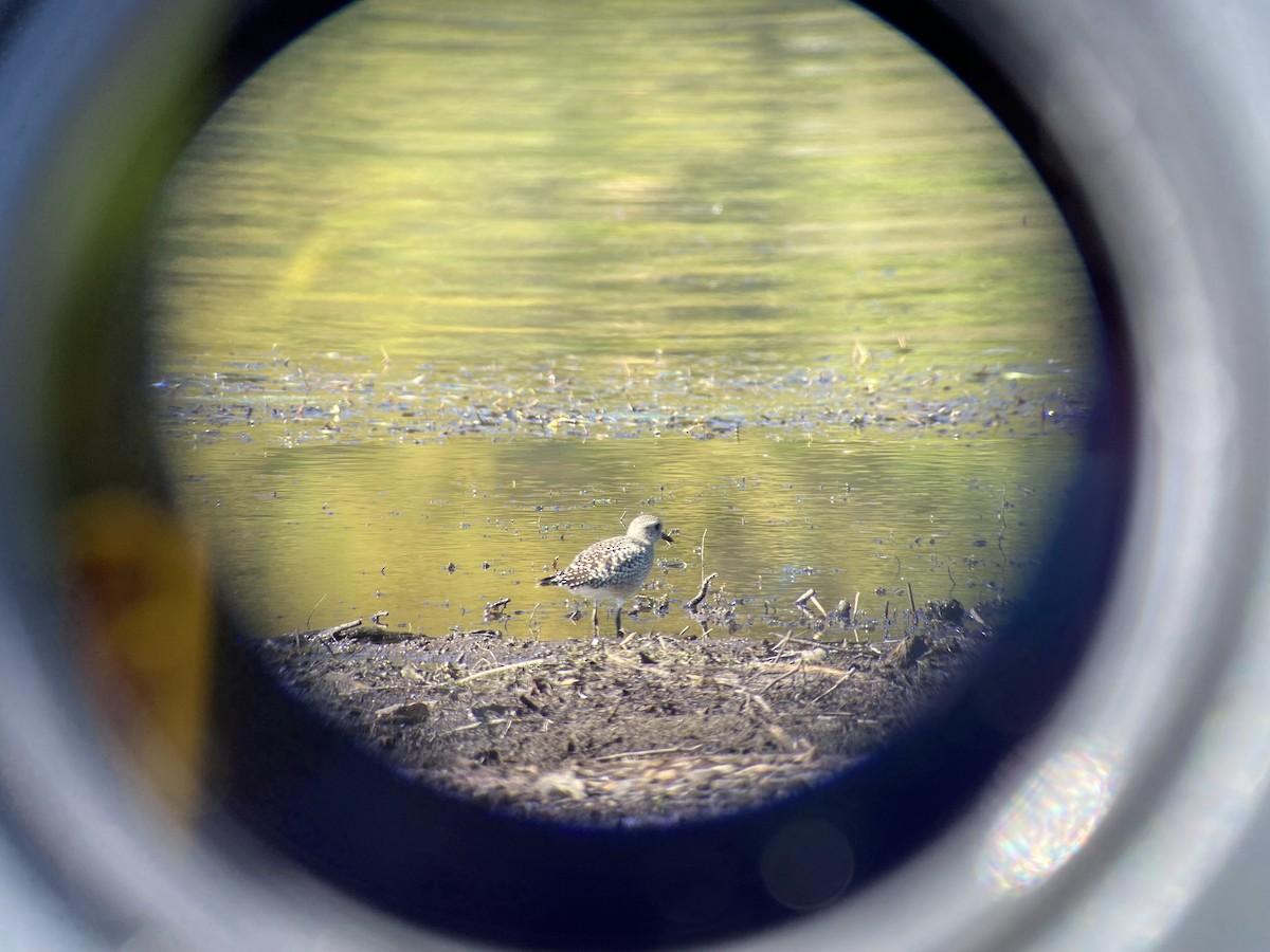 Black-bellied Plover - ML643705521