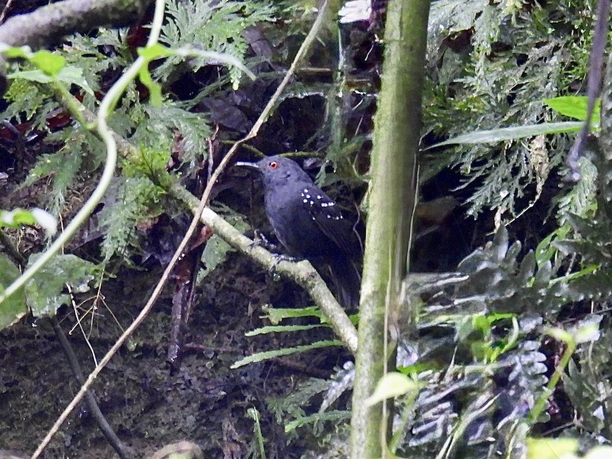Esmeraldas Antbird - ML643705544
