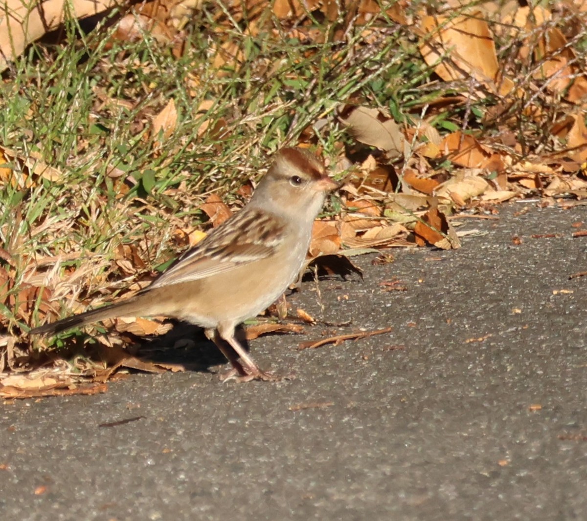 White-crowned Sparrow - ML643705549