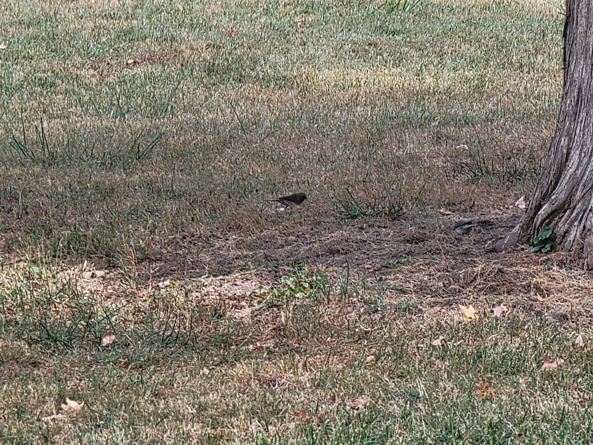 Dark-eyed Junco - ML643705558