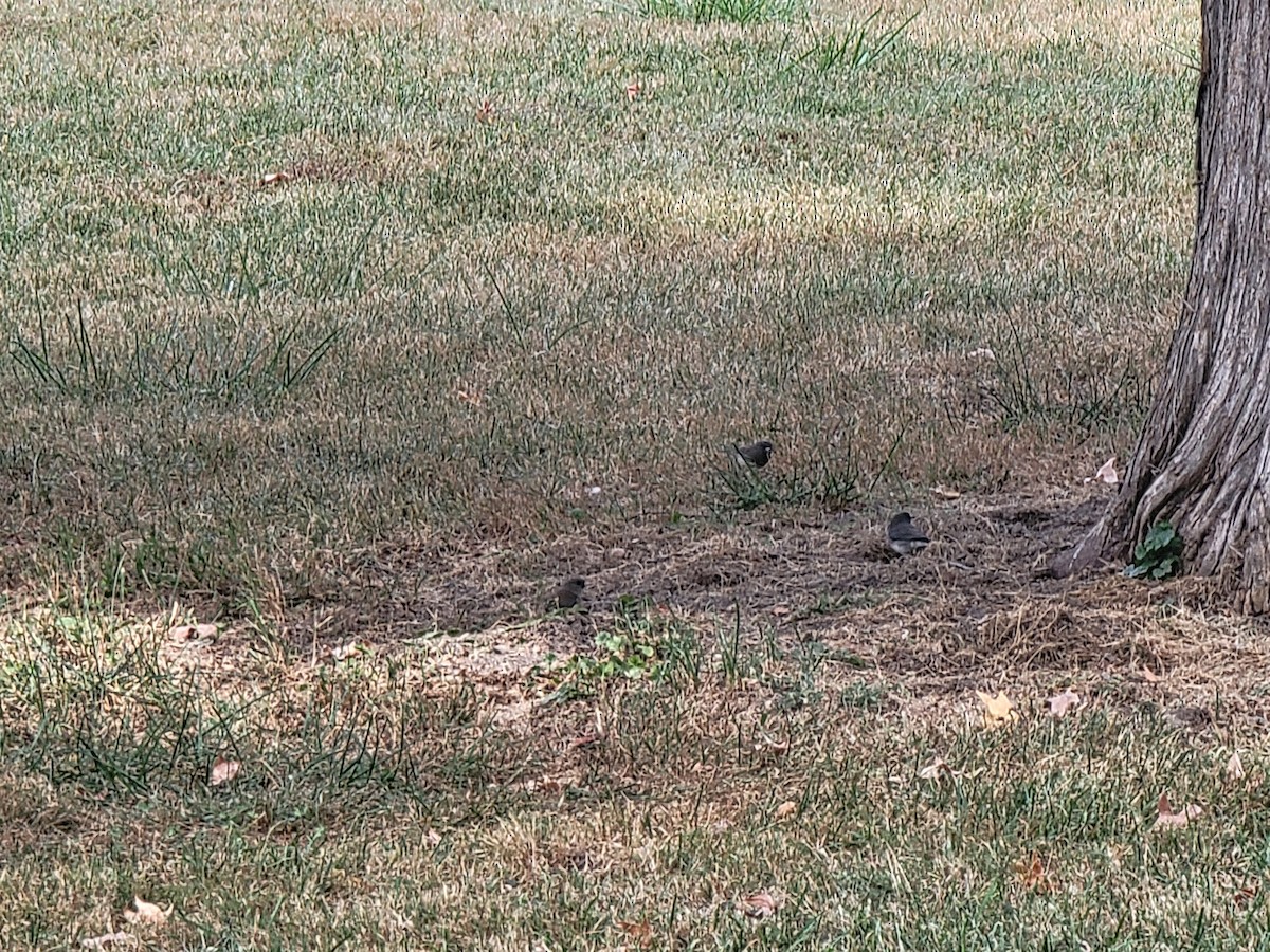 Dark-eyed Junco - ML643705559