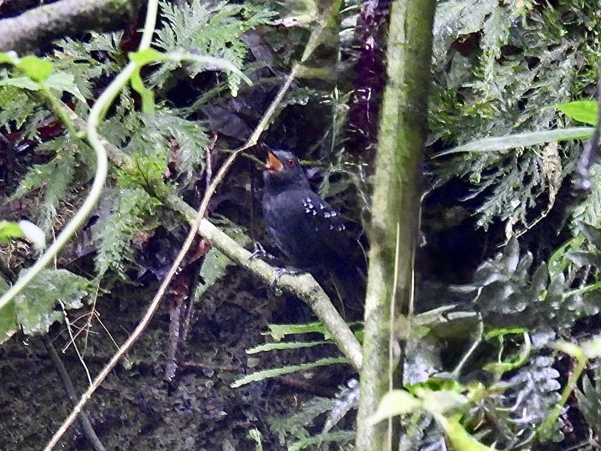 Esmeraldas Antbird - ML643705569