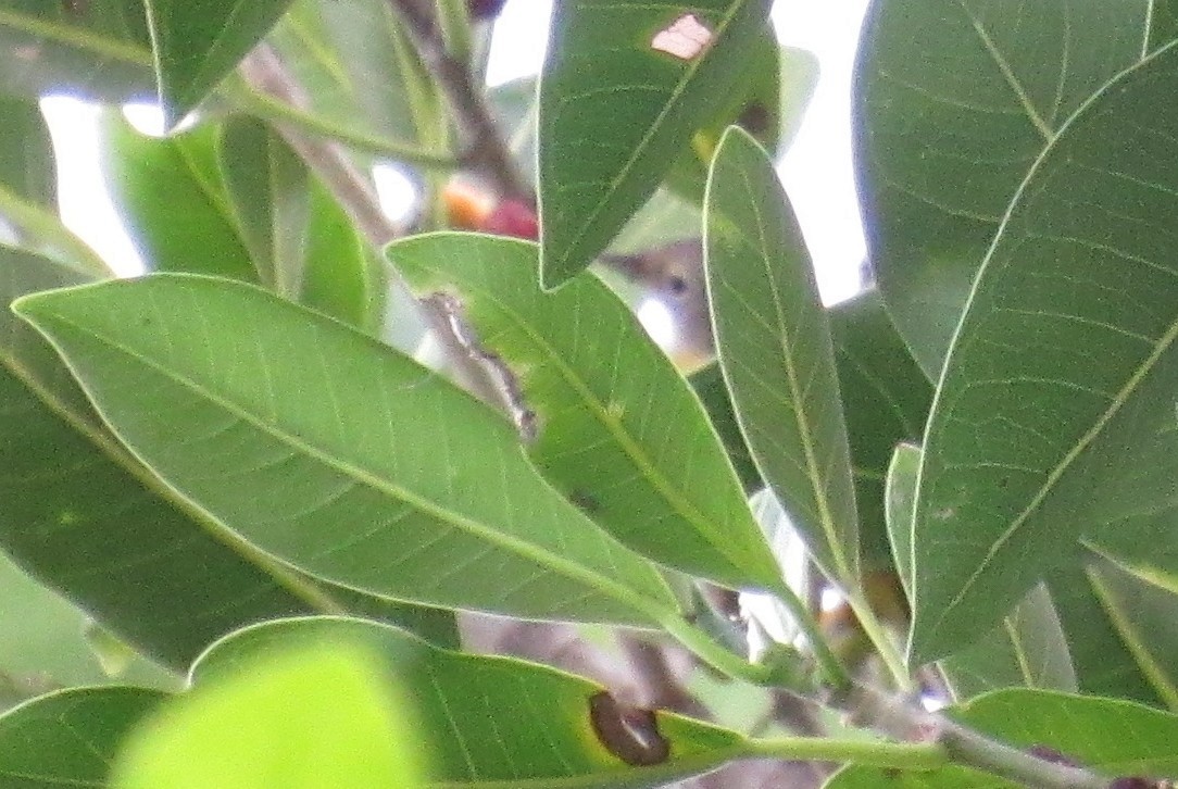 Nashville Warbler - ML643705575