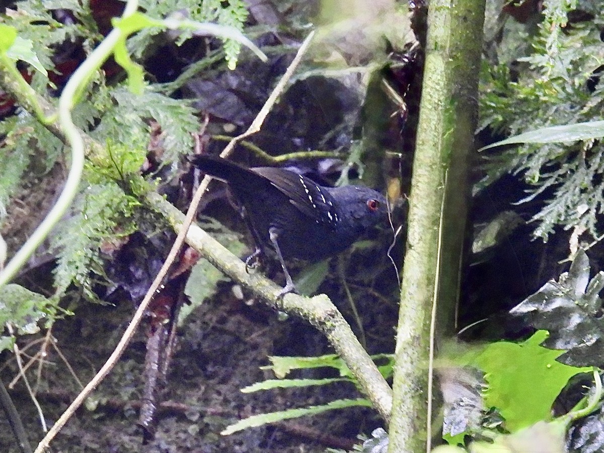 Esmeraldas Antbird - ML643705578