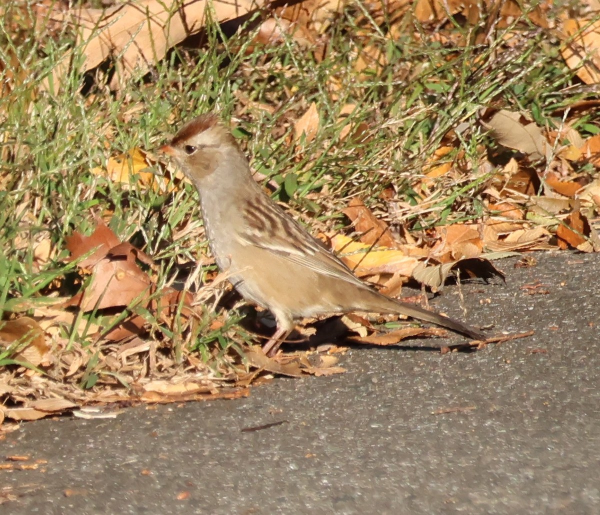 White-crowned Sparrow - ML643705585