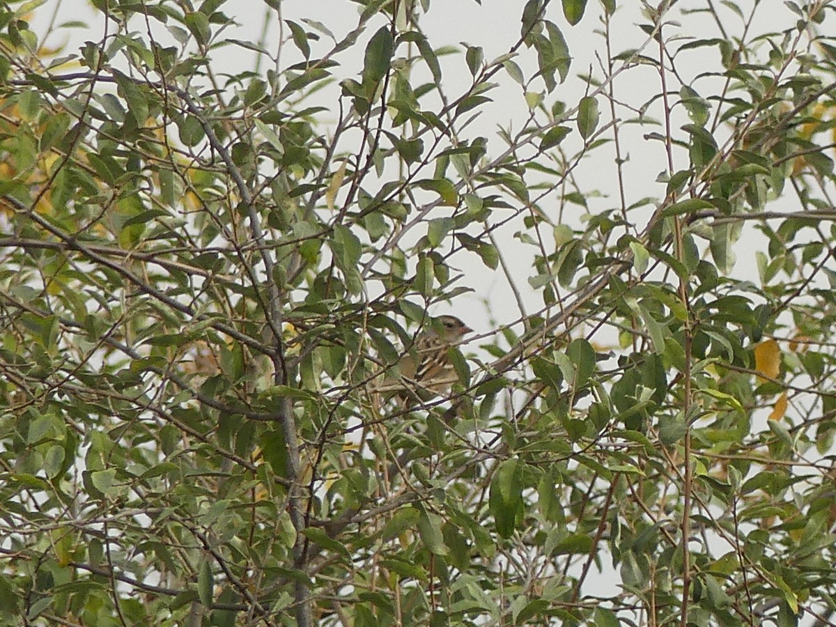White-crowned Sparrow - ML643705596