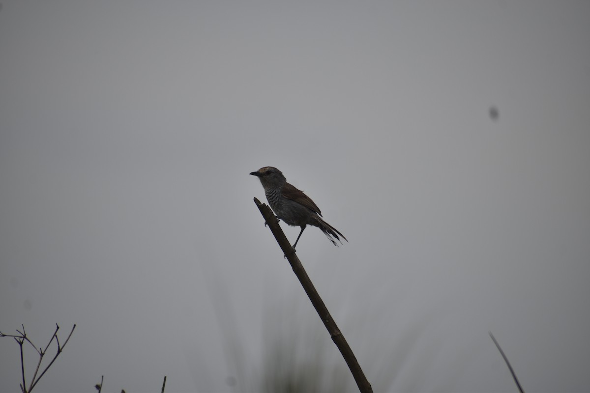 Rufous-capped Antshrike - ML643705607