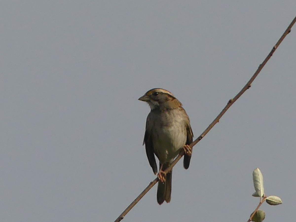 White-throated Sparrow - ML643705608