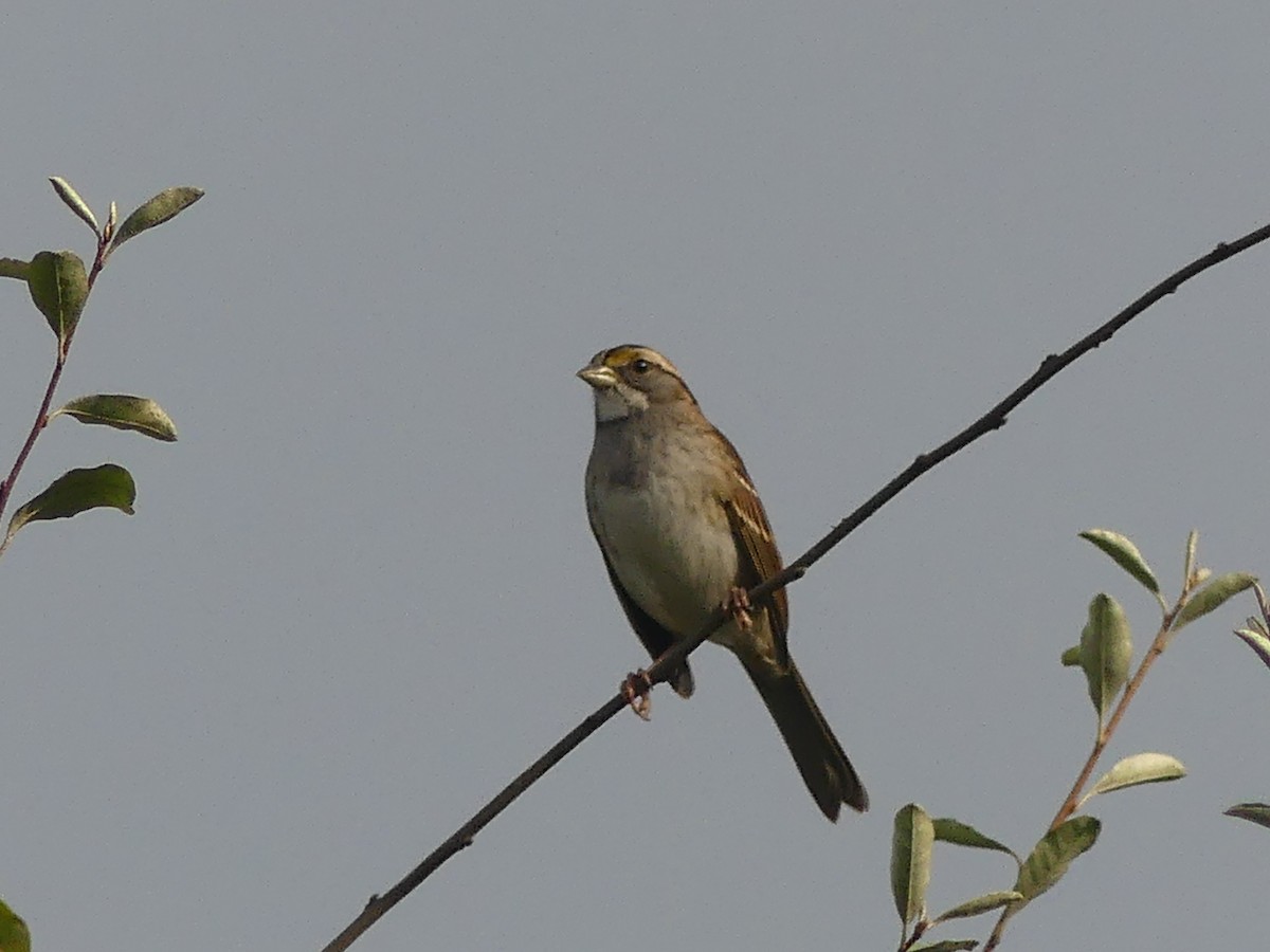White-throated Sparrow - ML643705609