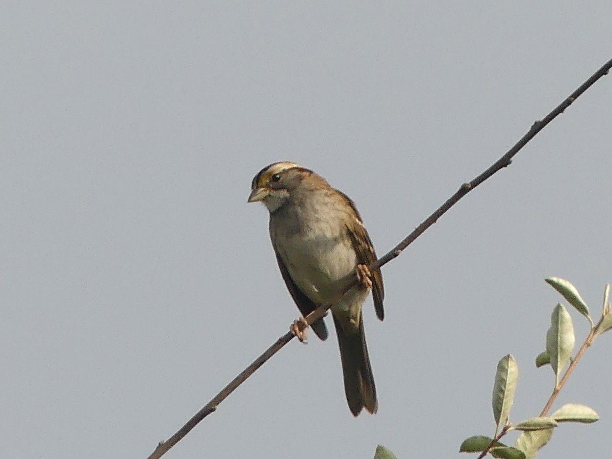 White-throated Sparrow - ML643705610